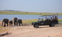 Chobe_under_canvas_gamedrive3.jpg