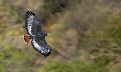 augur buzzard