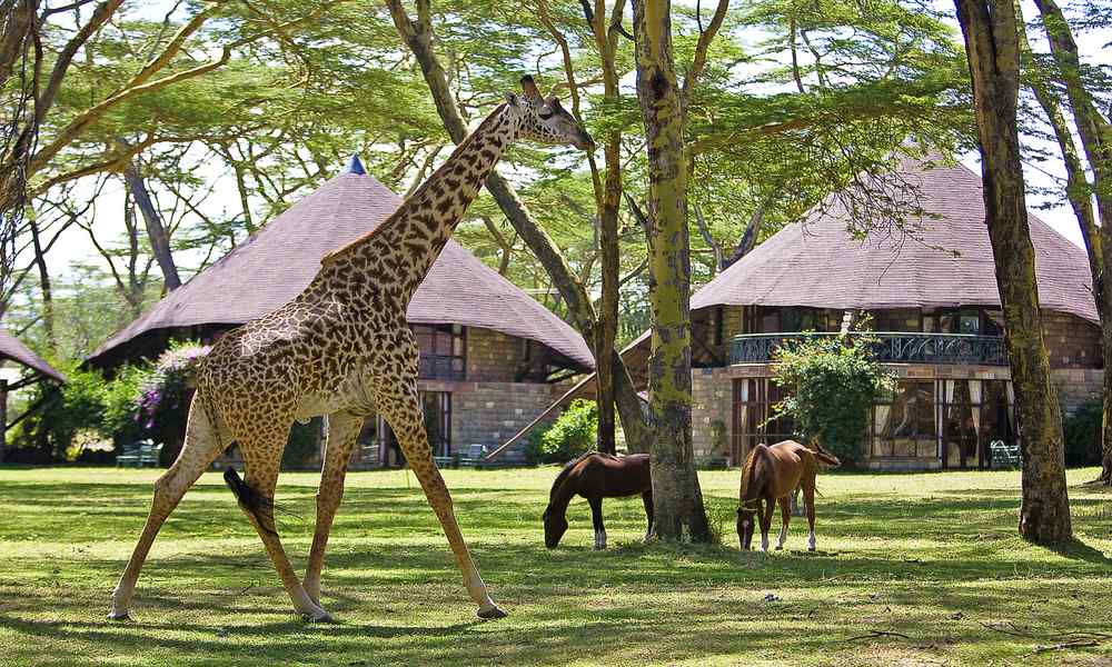 Lake Naivasha Sopa