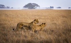 Busanga-Wilderness-Safari-Kafue-Zambia