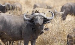 Wild African Buffalo